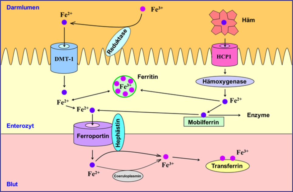 Eisenresorption im Darm