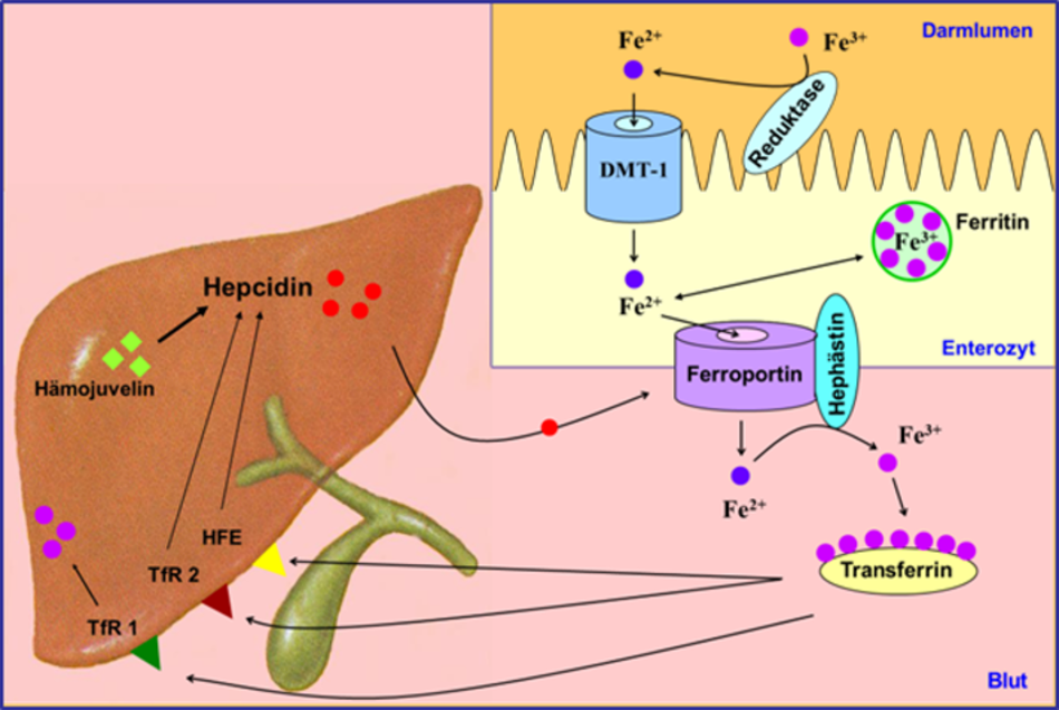 Regulation der Eisenresorption