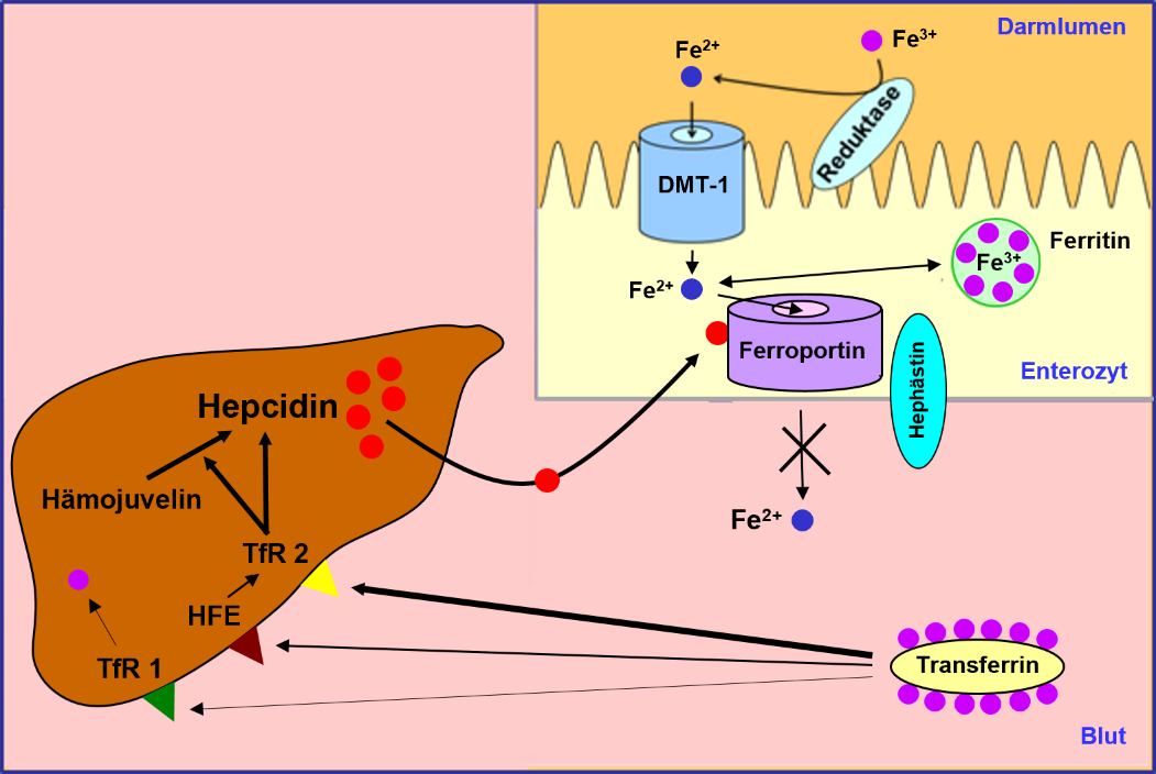 Wichtige eisenabhängige Systeme des menschlichen Organismus